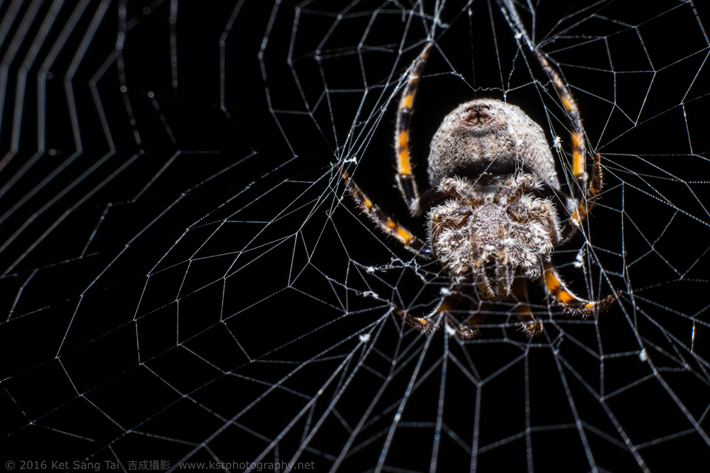 Hairy spider on its web waiting for prey