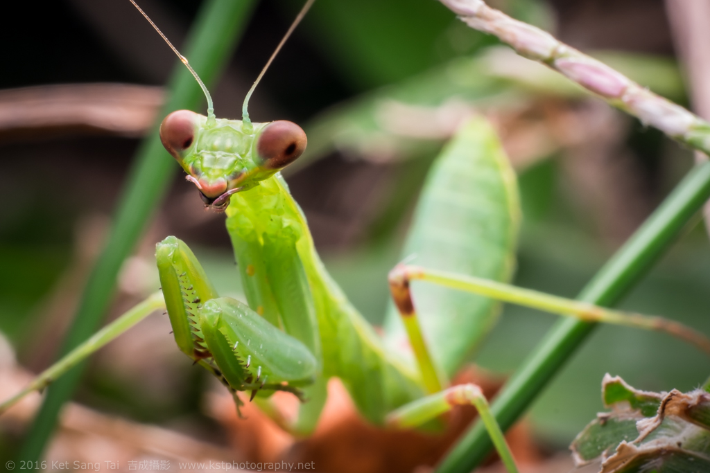 Green Praying Mantis on forest ground